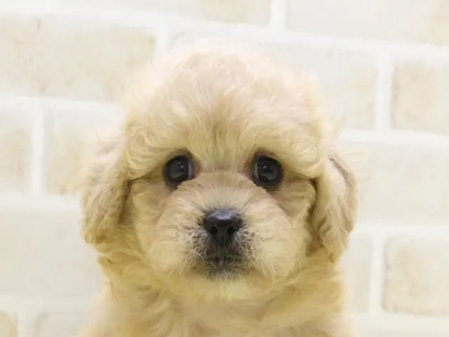 千葉県のハーフ犬・ミックス犬 (ペッツワン船橋習志野店/2025年3月30日生まれ/男の子/クリーム)の子犬